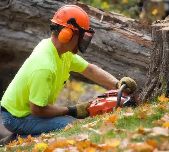 tree services Ellerslie